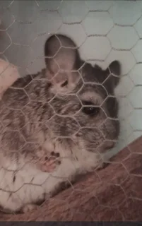 Grey Chinchilla male