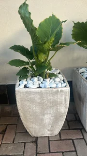Elephant ear in concrete pot with pebbles. R600 each. 6 available