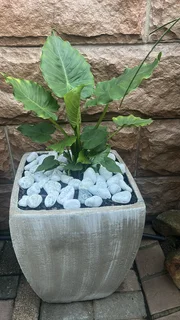 Elephant ear in concrete pot with pebbles. R600 each. 6 available