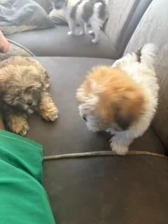 Puppies - Ad posted by NTSHUXEKO RIVOMBO