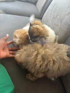 Puppies - Ad posted by NTSHUXEKO RIVOMBO