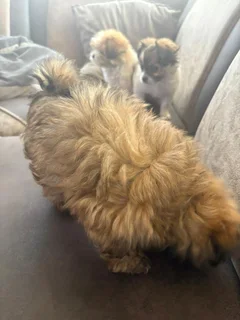 Puppies - Ad posted by NTSHUXEKO RIVOMBO