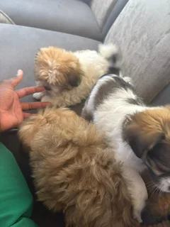 Puppies - Ad posted by NTSHUXEKO RIVOMBO