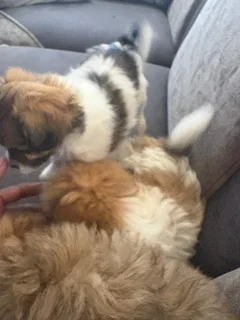 Puppies - Ad posted by NTSHUXEKO RIVOMBO