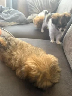 Puppies - Ad posted by NTSHUXEKO RIVOMBO