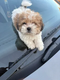 Puppies - Ad posted by NTSHUXEKO RIVOMBO