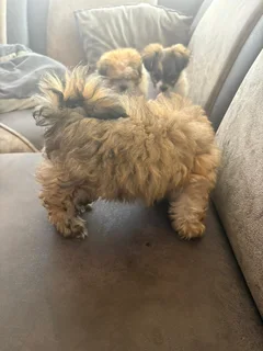 Puppies - Ad posted by NTSHUXEKO RIVOMBO