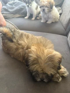 Puppies - Ad posted by NTSHUXEKO RIVOMBO