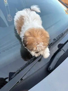 Puppies - Ad posted by NTSHUXEKO RIVOMBO