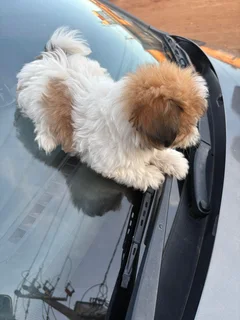 Puppies - Ad Posted By Ntshuxeko Rivombo