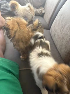 Puppies - Ad posted by NTSHUXEKO RIVOMBO