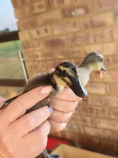 Runner Ducklings