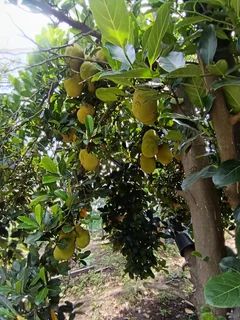 省 Curry Jackfruit – R12 Each