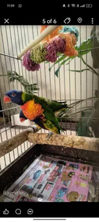 Swaison Lorikeet pair