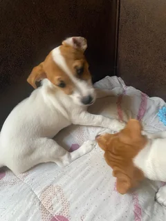 Jack Russell puppies