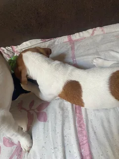 Jack Russell puppies