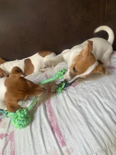 Jack Russell puppies
