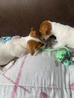 Jack Russell puppies