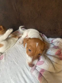 Jack Russell puppies
