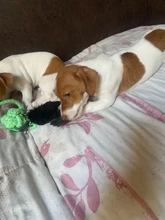 Jack Russell puppies