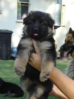 German Shepherd Puppies