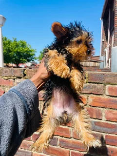 Female Yorkie Available