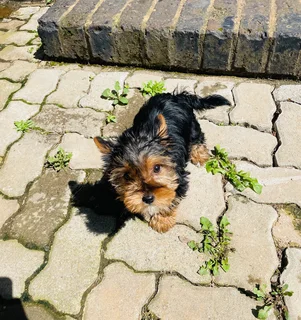 FEMALE Yorkie available