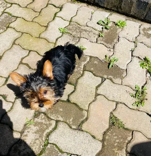 FEMALE Yorkie available
