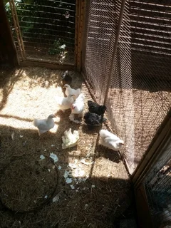 Pecan bantams chicks forsale