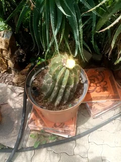 Balloon Cactus