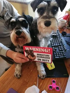 Wanted Schnauzer