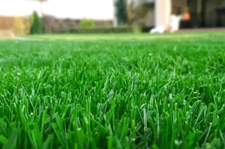 Roll on lawn buffalo grass and Kikuyu grass