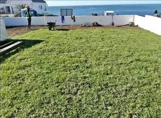 Roll on lawn buffalo grass and Kikuyu grass