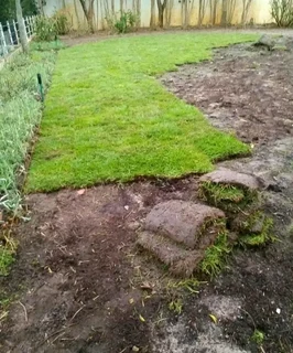 Roll on lawn buffalo grass and Kikuyu grass