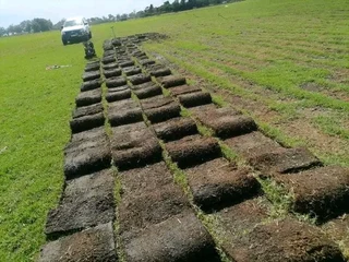 Roll on lawn buffalo grass and Kikuyu grass