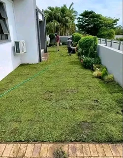 Delivery and installation off New. Lm Berea grass weed free