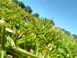 Delivery and installation off New. Lm Berea grass weed free