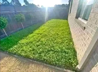 Supply and installation roll on lawn Lm Berea grass