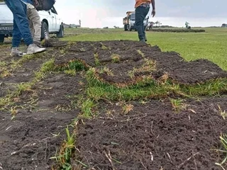 Supply and installation roll on lawn Lm Berea grass