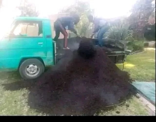 Supply and installation roll on lawn Lm Berea grass