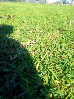 Delivery and installation grass