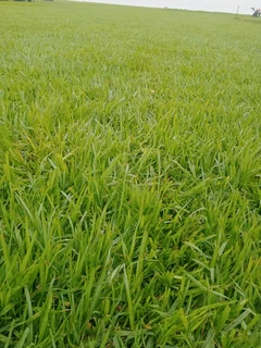 Delivery and installation grass