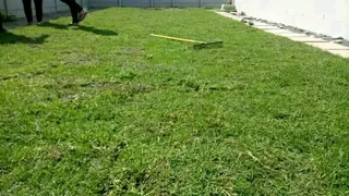 Roll on lawn national grass weed free french and green