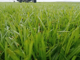 Delivery and installation Kikuyu grass fresh grass