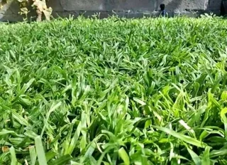 Delivery and installation Kikuyu grass fresh grass