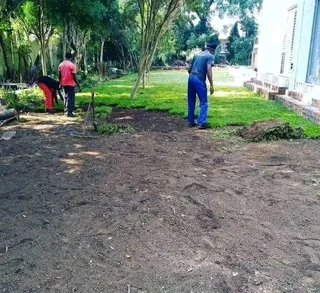 Roll on lawn buffalo grass