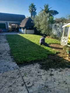 Roll on lawn buffalo grass