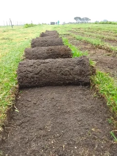 Roll on lawn buffalo grass