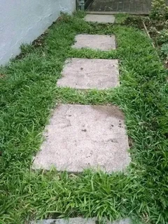 Roll on lawn buffalo grass