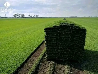 Roll on lawn buffalo grass